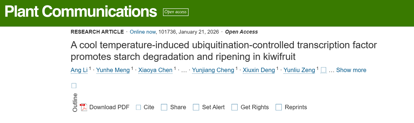 A cool temperature-induced ubiquitination-controlled transcription factor promotes starch degradation and ripening in kiwifruit