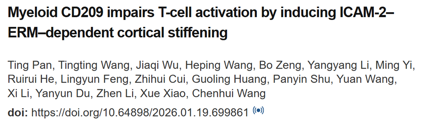 Myeloid CD209 impairs T-cell activation by inducing ICAM-2–ERM–dependent cortical stiffening