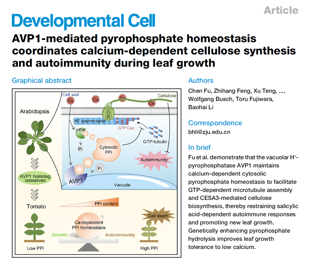 AVP1-mediated pyrophosphate homeostasis coordinates calcium-dependent cellulose synthesis and autoimmunity during leaf growth